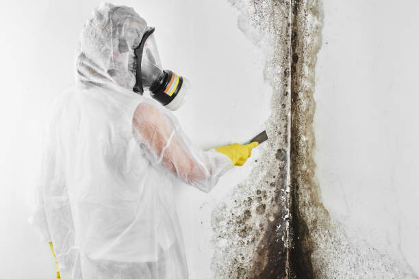 DIY Mold Remediation Support Services