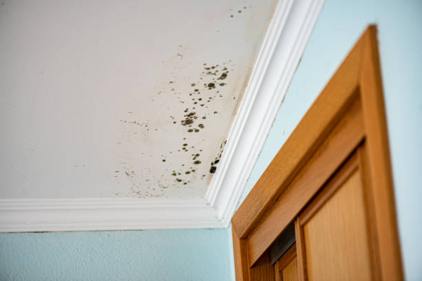 Best Attic Mold Remediation in Artondale, WA